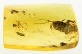 Detailed Fossil Cockroach (Blattodea) In Baltic Amber - Rare! #273278-1